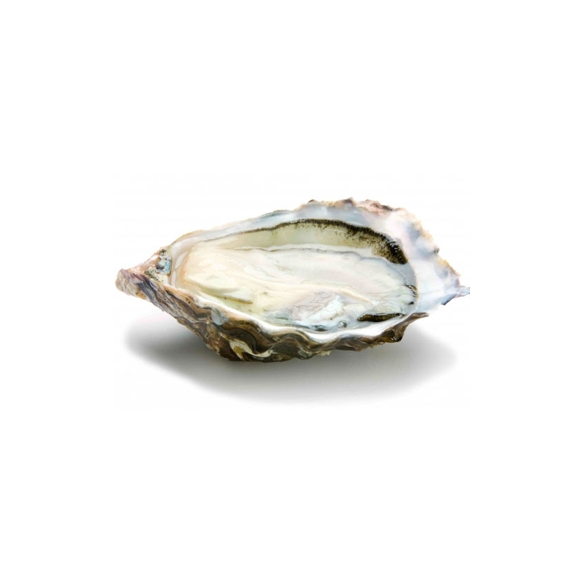 Cadoret Oyster