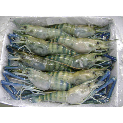 越南 急凍大頭蝦