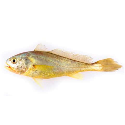 黃花魚 (約12兩-1斤4兩條)