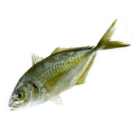 日本 大島池魚 (冇內藏) 約1.2公斤