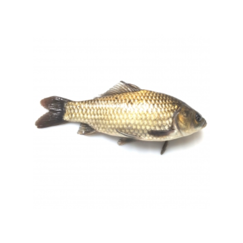白鲫魚 (約半斤 條)