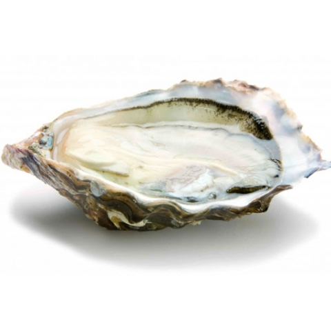 Cadoret Oyster