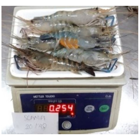 越南 原隻大頭蝦