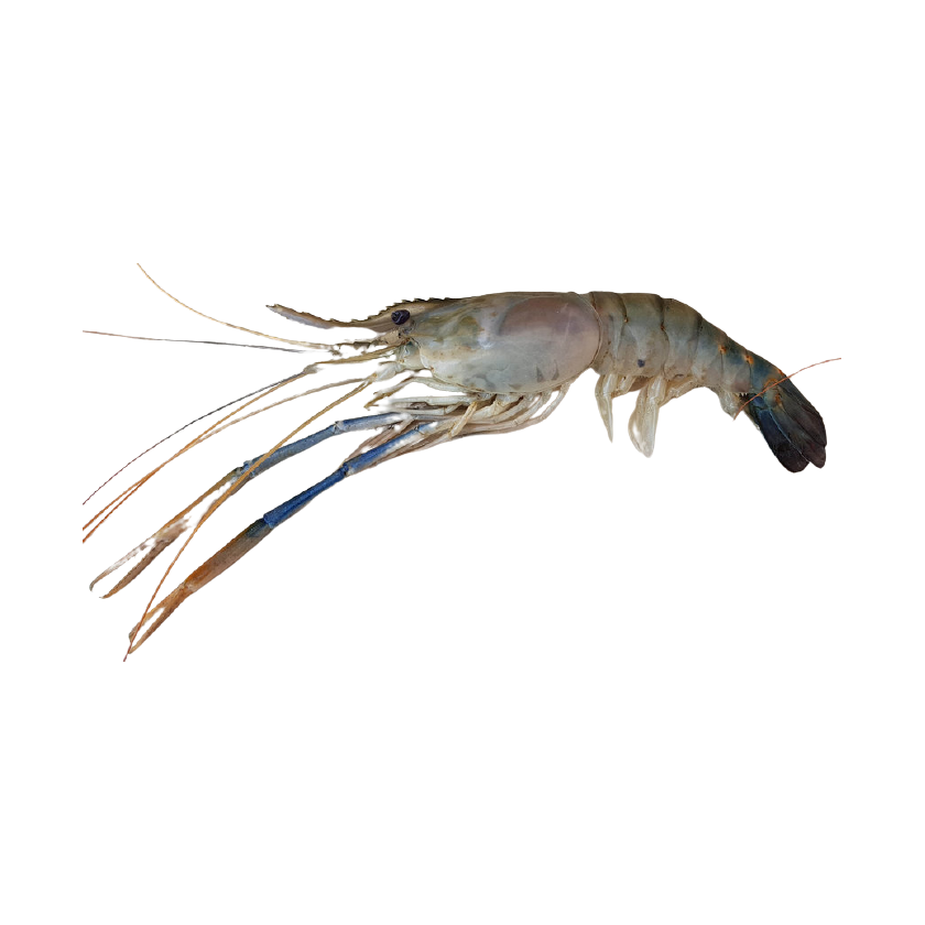 Giant_River_Prawn-removebg-preview